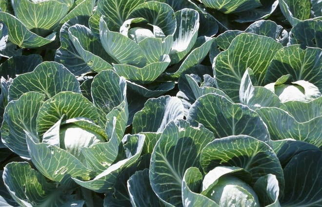 Cabbage can be planted toward the end of February.