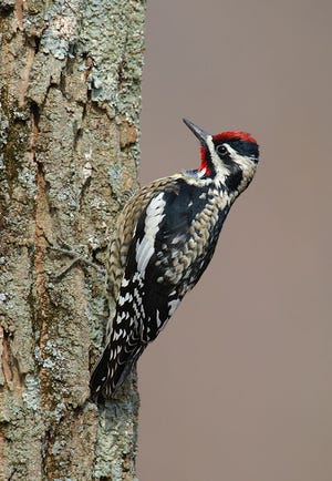 A yellow-bellied sapsucker.