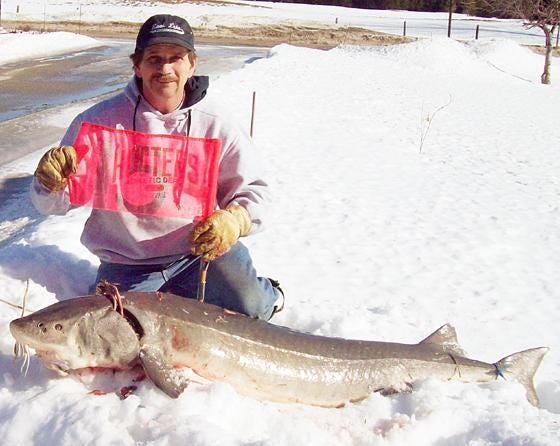 The third sturgeon harvested was also taken on Sunday by Bryan LePage of Hazel Park, Mich. The fish was a tagged female who was 70.5 inches long and weighed 89.5 inches.