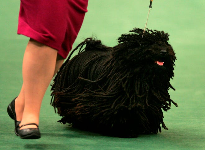 A puli named Field of Dreams runs around the ring at the 133rd Westminster Kennel Club dog show at Madison Square Garden in New York on Monday, Feb. 9, 2009. Field of Dreams won the herding group and will compete for best in show on Tuesday.