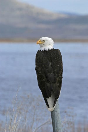 Bald eagles are only one of the many types of birds visitors can see at the Klamath Basin Wildlife Refuge at the 30th annual Winter Wings Festival.
