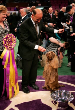Stump, a Sussex spaniel, poses for pictures with his handler, Scott Sommer, center, and judge Sari Tietjen after winning best in show at the 133rd Westminster Kennel Club dog show at Madison Square Garden in New York, Tuesday, Feb. 10, 2009.