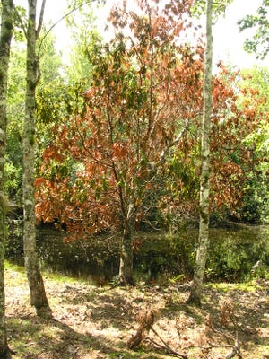 The laurel wilt disease is killing our red bay trees.