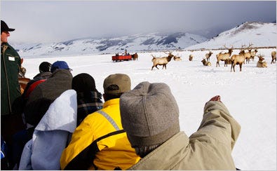 Horse-drawn sleighs carry Wyoming tourists through the National Elk Refuge, where environmentalists have sued to end a century-old program of feeding the elk.