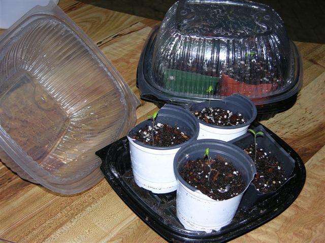 Provided by Beverly FlemingWashed-out barbecued chicken containers make perfect mini-greenhouses for your young tomato plants.