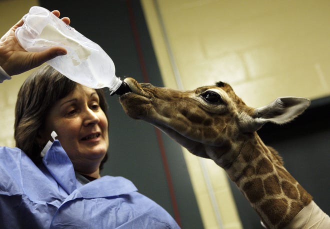 Molly, a 3-day-old giraffe, is fed by neonatal veterinarian technician Maggie Underwood at the Tufts University School of Veterinary Medicine in North Grafton on Thursday.