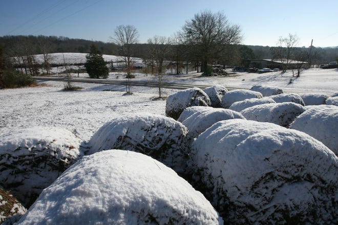 Bales of hay covered with snow are seen here on a farm north of Hamilton Friday .