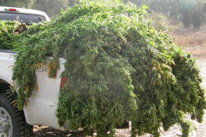 Marijuana plants seized during the bust.