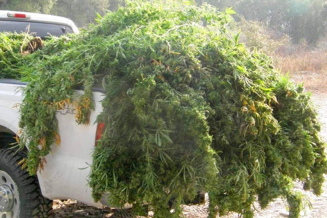 Marijuana plants seized during the bust.