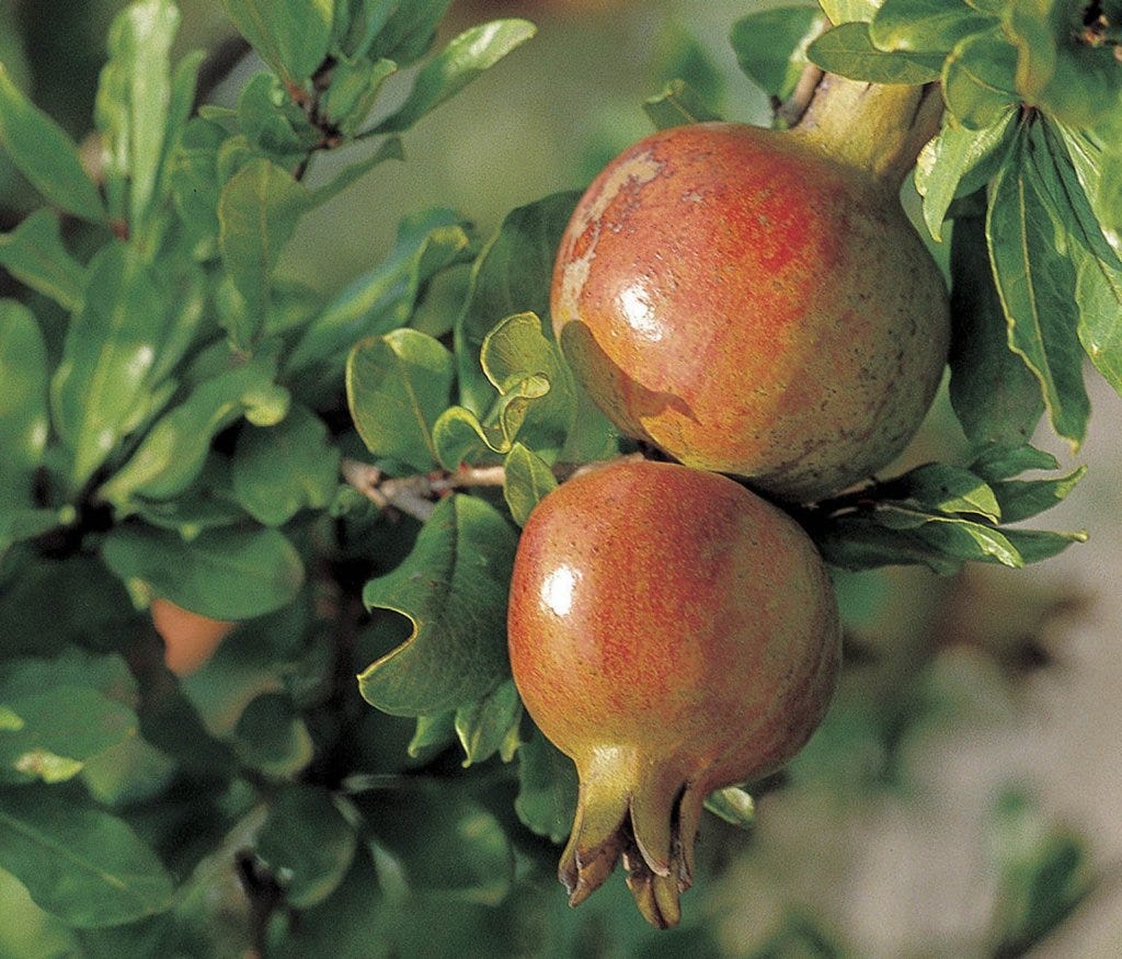 Top 8 Best fertilizer for pomegranate tree 2 The care and feeding of a pomegranate tree