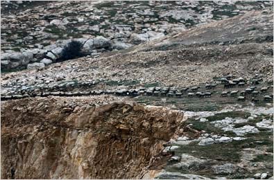 THE LAND Sheep near the edge of a West Bank quarry on Friday. About 10 such quarries account for nearly a quarter of the sand and gravel Israel uses.