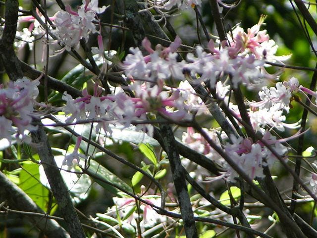Provided by Beverly FlemingPink azaleas grow wild in the woodland areas alongside William Bartram Scenic and Historic Highway.