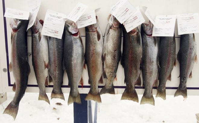 A day's catch are posted at a fishing tournament in New Hampshire.