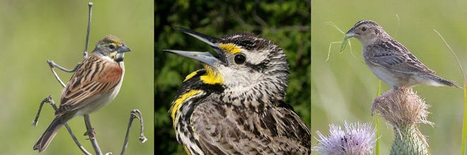 Three bird species common in the Flint Hills are declining in population because of drought, the destruction of nests by predators and other factors, according to a study led by Kimberly With, Kansas State University associate professor of biology. The birds are, from left, the dickcissel, eastern meadowlark and grasshopper sparrow.