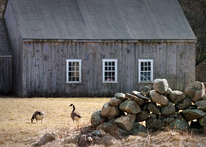 Canada geese feed in a field on Jacobs Lane in Norwell.