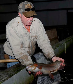 Dave Sumner, Quinebaug Trout Hatchery Superintendent shows a 9lbs. rainbow trout Thursday, March 26, 2009 that will be release for the up coming fishing season.