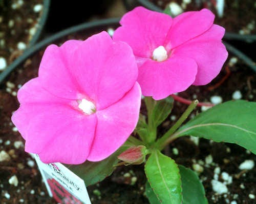 If you have a sunny windowsill, slow-to-grow annuals, such as impatiens, can be started from seed indoors.