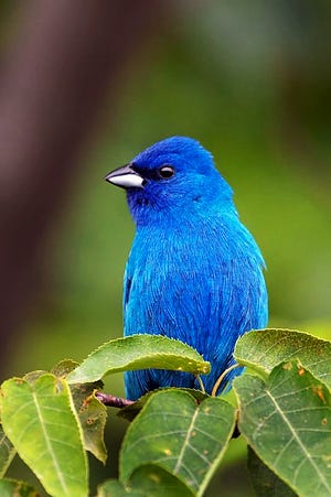 The indigo bunting should be making its way to Mid-Missouri in a few weeks from its winter home in Central and South America. Male indigo buntings are easily identified by their brilliant blue color.