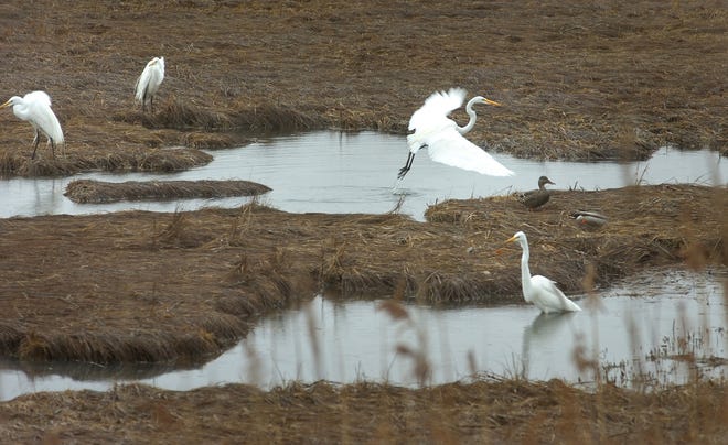 Egrets and ducks feed in a salt marsh along The Driftway in Scituate.



(STANDALONE SLUGGED "WILDART")