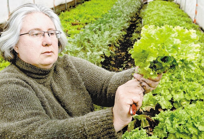 Manager Cheryl Rogowski trims lettuce Wednesday at Rogowski Farm in Pine Island. Local farmers are concerned that recent fears about food safety will result in enactment of tougher reporting requirements.
