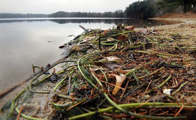 Aquatic plants, mixed with dead leaves from last year, wash up on shore at Lake Cochituate in Natick.