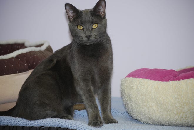 Misty, a 1-year-old gray female cat, awaits adoption at the Standish Humane Society. Call 781-834-4663.