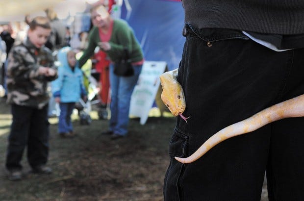 The Times/LUCY SCHALY Sunday's warm weather brought out the crowds to Bradys Run Park for the 31st annual Beaver County Maple Syrup Festival. Kirk White, owner of the Extreme Reptiles exhibit waits for patrons to come to his exhibit as an albino reticulated python slithers around him.