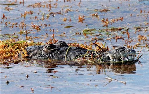 An American crocodile emerges from the seagrass off Key West, Fla., in this Aug. 22, 2005, file photo. (AP Photo/Key West Citizen, Rob O'Neal, File)