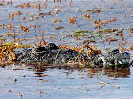 An American crocodile emerges from the seagrass off Key West, Fla., in this Aug. 22, 2005, file photo.