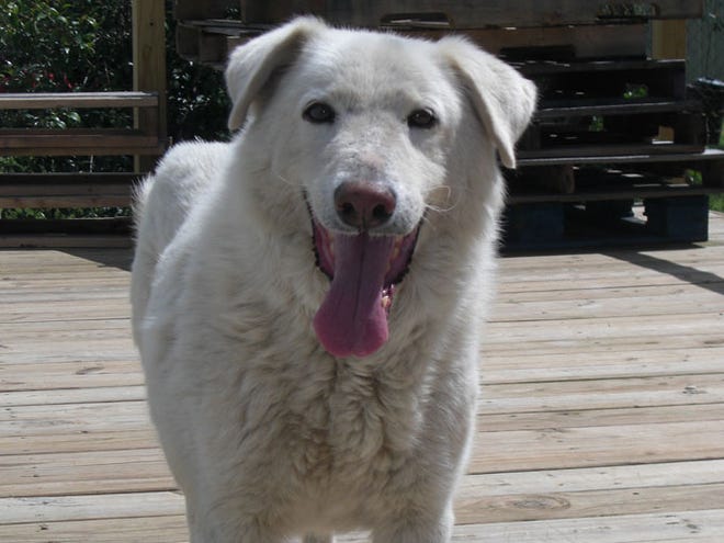 Kahlua is about 10 years old and available for adoption from Alive and Well Animal Rescue Center.