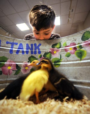 DAILY NEWS PHOTO BY ALLAN JUNG
22 april 2009 wed  STAND ALONE W/ VIDEO
Children at the Wayland Library got to see and pet baby animals from Barn Babies of Lakeville, Mass. Visiting were ducklings, a baby goat, kittens and puppies, bunnies and a pot bellied pig.
Alex Mele, 4, watches ducklings as they run around inside a metal tub.