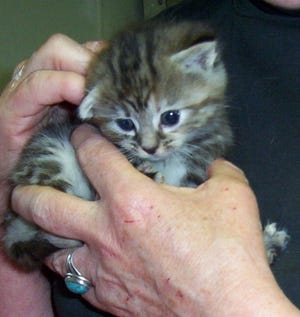 One of the four kittens, a fuzzy little male, is secure in the hands of Humane Society board member Jill Wojtaszek.