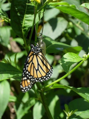 A workshop Thursday will give tips on how to attract butterflies to your yard.