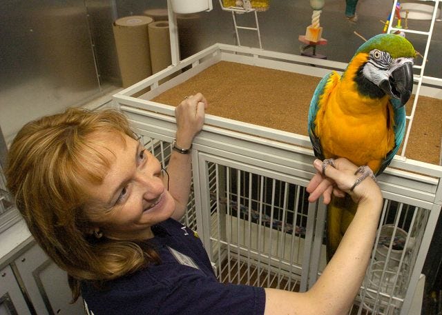 DARYL CARLSON/CITIZEN PHOTO
 LACONIA PET Center owner Bethany Stockman shows off Maxine, a 17-year-old Blue-Gold Macaw, which would become illegal if Congress passes the Non-native Wildlife Invasion Prevention Act