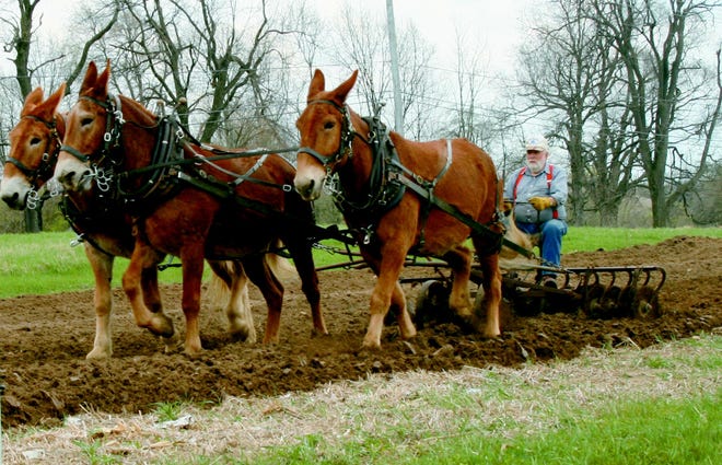 Nelson Berry discs the community garden at the Hillsdale County Senior Services Center Sunday, April 26, 2009, during the Good Ol' Days groundbreaking. He is being pulled by a pair of draft mules.