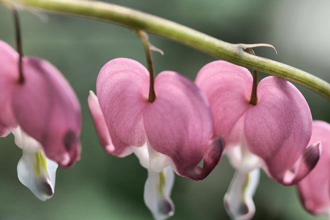 Bleeding Hearts reward our care with fantastic arrays of flowers every May. The plants grow best in a shady, forest-like setting.