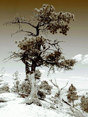 "Desert Tree" is among the pieces in Peter Blackwood's annual photography exhibit at Wood Library, 134 N. Main St., Canandaigua, which opens Thursday, May 7, and runs through mid-June.