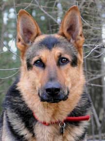 Dadamine, 2, awaits adoption at German Shepherd Rescue of New England. Call 978-443-2202.