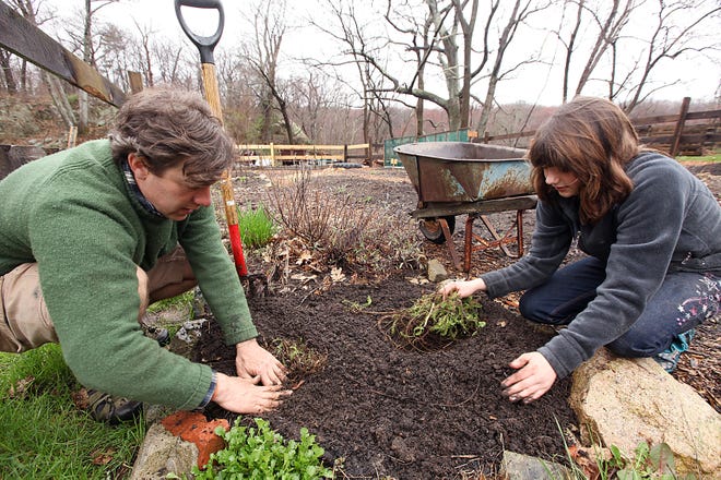 Jon Belber, left, of Holly Hill Farms and Rebecca Clifford, 13, a student at the Inly School plant yarrow in the education garden.