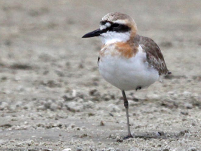 Roger Clark/SpecialThis photo shows a bird photographed Thursday at Huguenot Memorial Park in Jacksonville that was identified by members of the Duval Audubon Society as being a greater sand plover, a bird that normally lives in Asia and Africa.