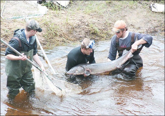 Michigan State University students gently lift a sturgeon out of the waters of the Upper Black River after netting it. They will check to see if it has been tagged or not.