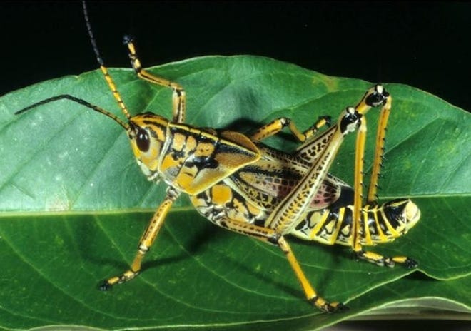 Grasshopper Image