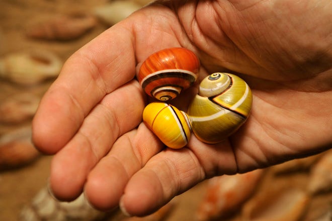 WILL DICKEY/The Times-UnionHarry Lee holds Cuban tree snail shells, some of the first shells he collected. He estimates his collection includes 1 million shells, making it one of the world's largest collections.