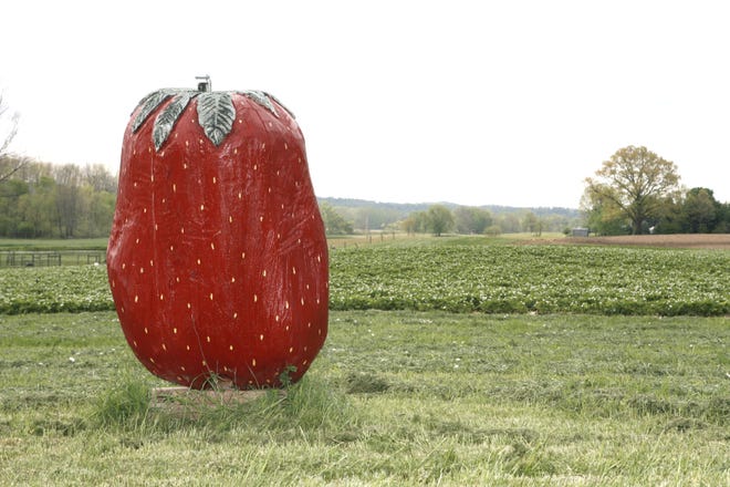 One can only wish this mega-berry was real. Alas, this 1,200 pound wooden berry is a landmark adjacent to the fields at the Waltz Strawberry Farm in Paris Township.