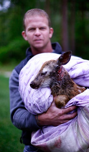 Doug DelPrete of Rockland heard cries from the woods near his home, when he went to look, he found a whitetail fawn in the jaws of a coyote. The coyote dropped the fawn. Doug and friend Jerry Esposito took the fawn for some medical care.