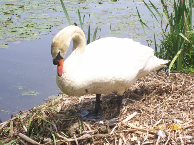 A male swan, whose mate died defending her nest, is now caring for the pair's eight eggs in Stoughton.