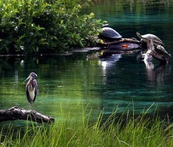 The spring-fed Rainbow River contains one of the most diverse populations of turtles in Florida.