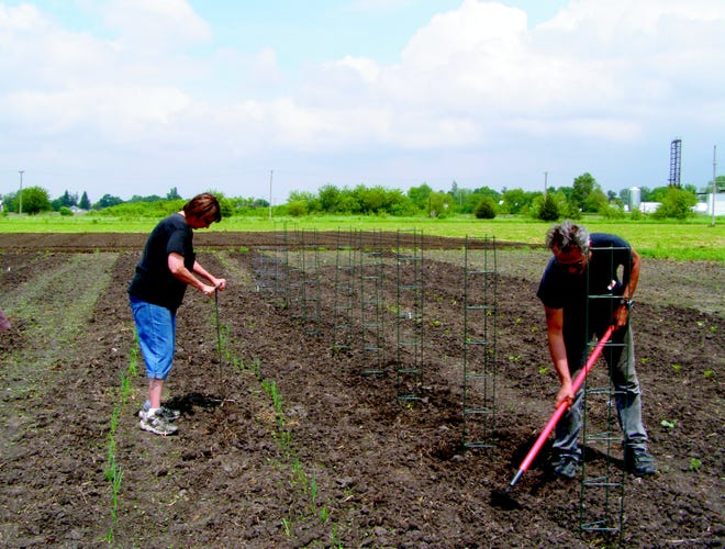 Ruth Birdsell, left, and Robert Cantrall work in the Midwest Control Products garden on Route 9 behind the MC building. Rather than lay off employees in its fabricated metal products plant, Midwest is providing "alternative work" opportunities like the garden. 
The produce from the garden will be sold to the Bushnell community.