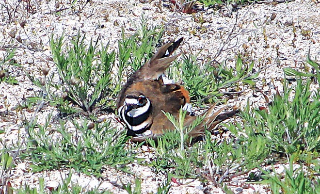 This kildeer pretends to have a broken wing to lead passersby away from its babies. The bird and its family currently reside at their summer home on the shores of Lake Huron in St. Ignace near the lighthouse.