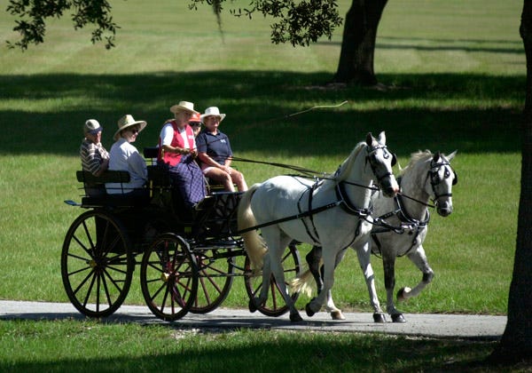 Florida Carriage Museum & Resort owner Gloria Austin drives a carriage with two Kladruby horses — imported from the Czech Republic where the breed originated — at the museum in Weirsdale.
